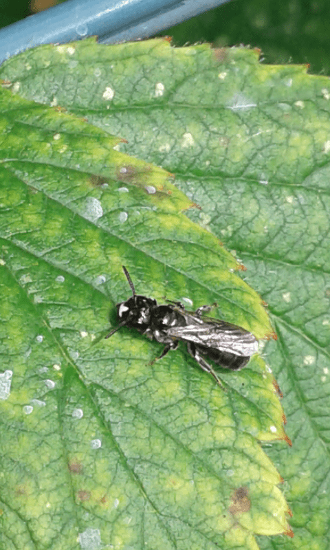 Apidae : Ceratina sp.? 1